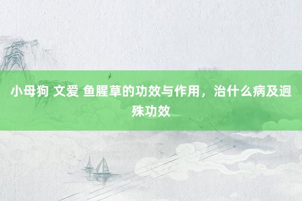 小母狗 文爱 鱼腥草的功效与作用，治什么病及迥殊功效